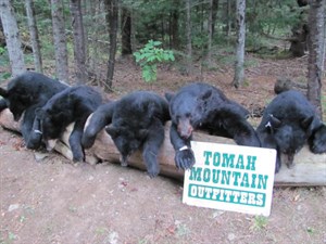 Tomah Helps You Get Your Bear!