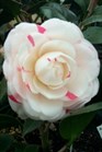 /Images/johnsonnursery/Products/Woodies/Camellia_April_Dawn_for_web.jpg