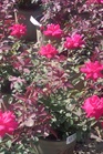 /Images/johnsonnursery/Products/Woodies/R__Double_Knock_Out_for_web.jpg