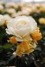 /Images/johnsonnursery/Products/Woodies/Rosa_Popcorn_Drift_-_Conard_Pyle.jpg