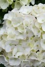 /images/johnsonnursery/Products/pics/1345-1.jpg
