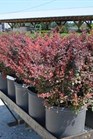 /images/johnsonnursery/Products/pics/135-1.jpg