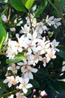 /images/johnsonnursery/Products/pics/1569-1.jpg