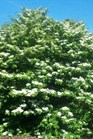 /images/johnsonnursery/Products/pics/1658-1.jpg