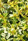 /images/johnsonnursery/Products/pics/1846-1.jpg