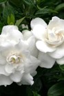 /images/johnsonnursery/Products/pics/2266-1.jpg