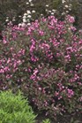 /images/johnsonnursery/Products/pics/2286-1.jpg