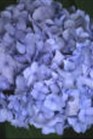/images/johnsonnursery/Products/pics/269-1.jpg