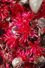 /images/johnsonnursery/Products/pics/642-1.jpg