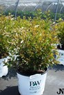 /images/johnsonnursery/Products/pics/702-1.jpg