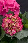 /images/johnsonnursery/Products/pics/892-1.jpg