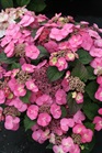 /images/johnsonnursery/Products/pics/976-1.jpg