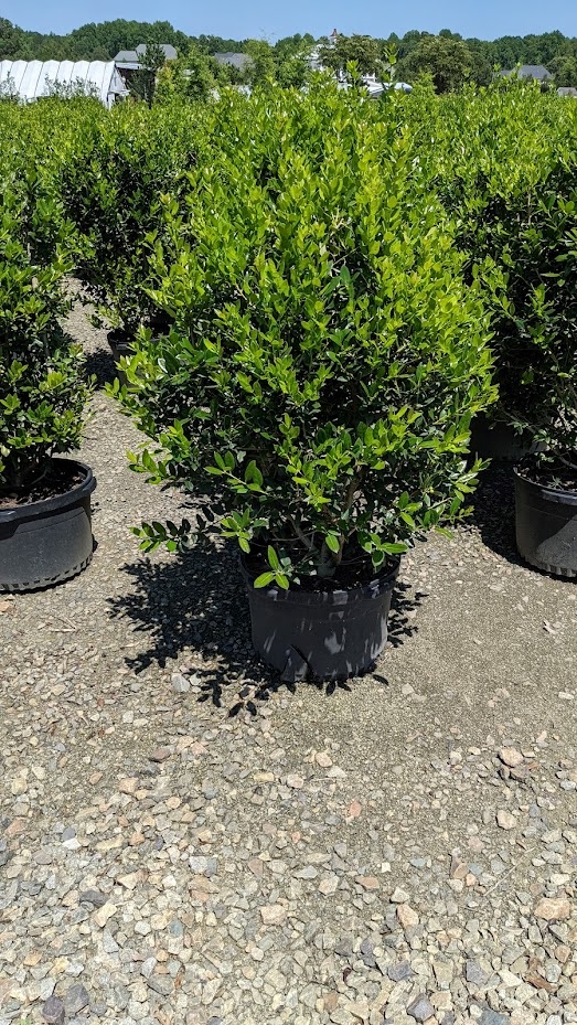 plants_details Adcock’s Nursery