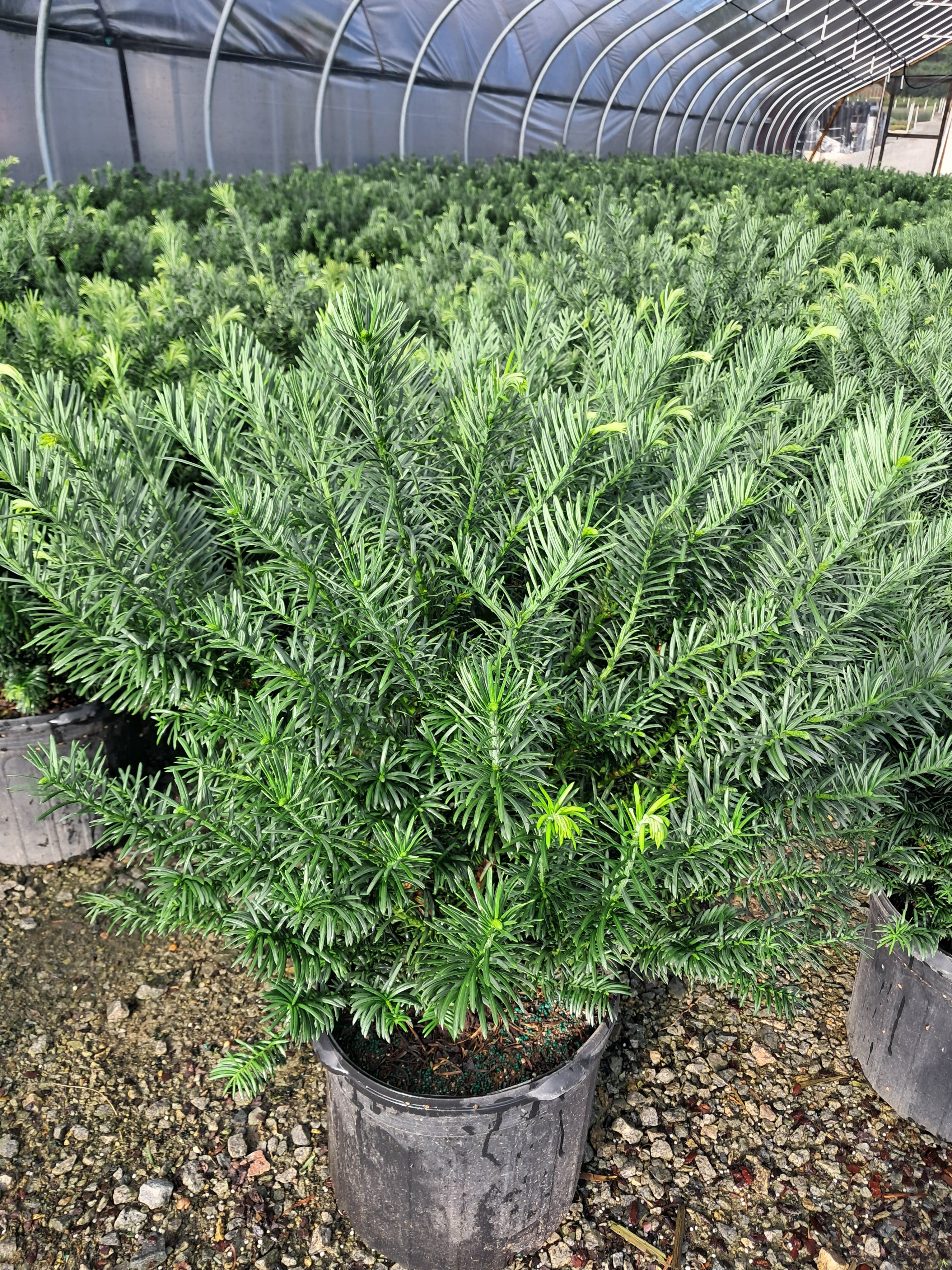 7g Japanese Plum Yew