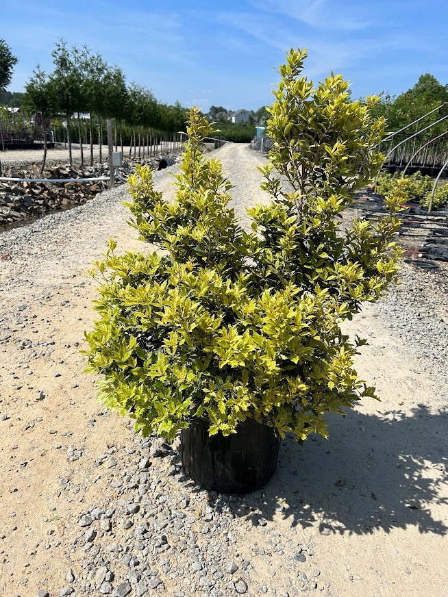 Hydrangea macrophylla 'Blushing Bride'  Kiefer Nursery: Trees, Shrubs,  Perennials