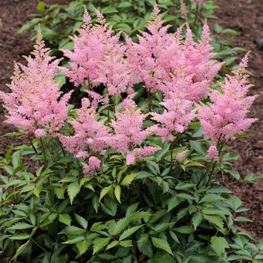 1g  Astilbe 'Visions In Pink'