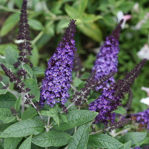 3g Pugster Blue® Butterfly Bush