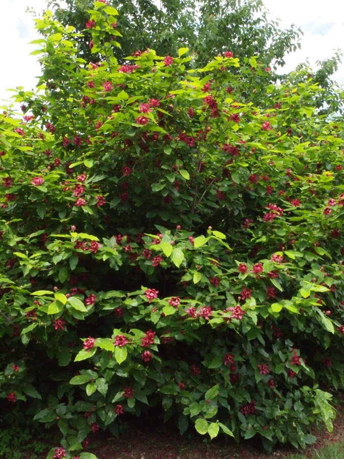 15g Sweetshrub (Carolina Allspice)