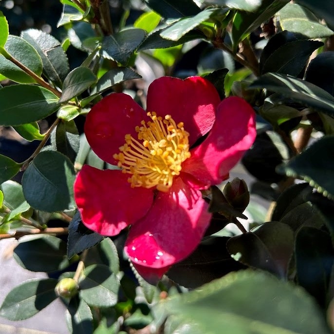 7g Yuletide Fall Blooming Camellia