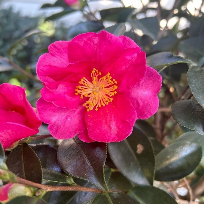 15g Kanjiro Fall Blooming Camellia - TreeForm