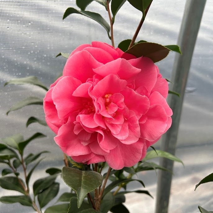 7g Spellbound Spring Blooming Camellia