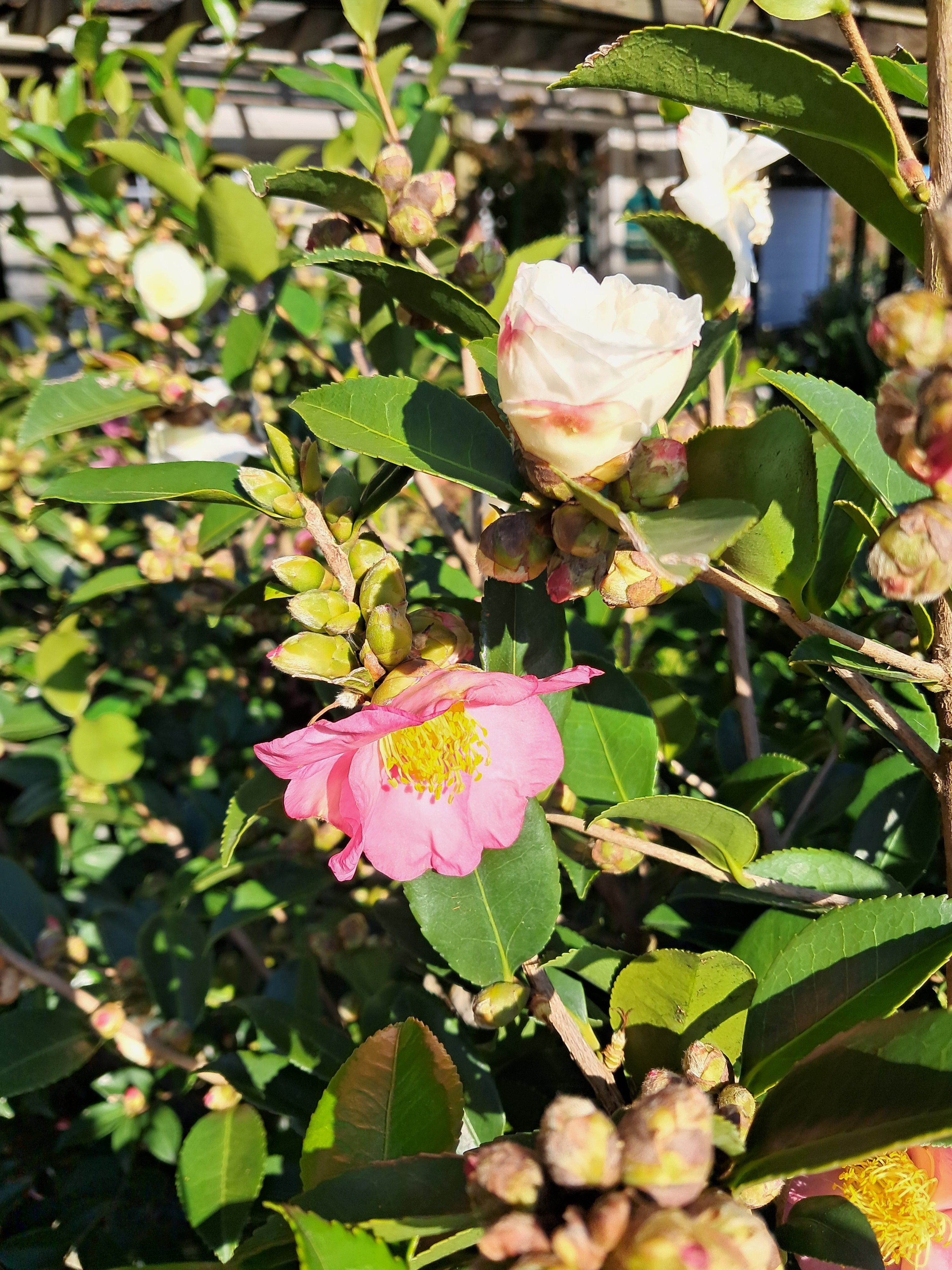 15g Winter's Snowman AND Winter's Star Fall Blooming Camellia