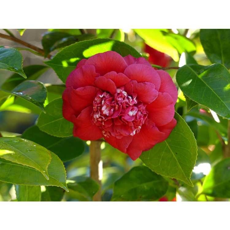 7g April Tryst Winter Hardy Camellia