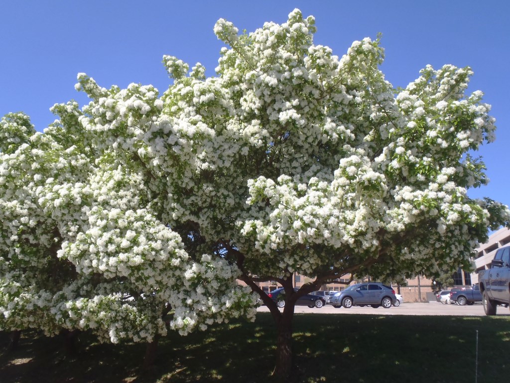 15g White Chinese Fringetree
