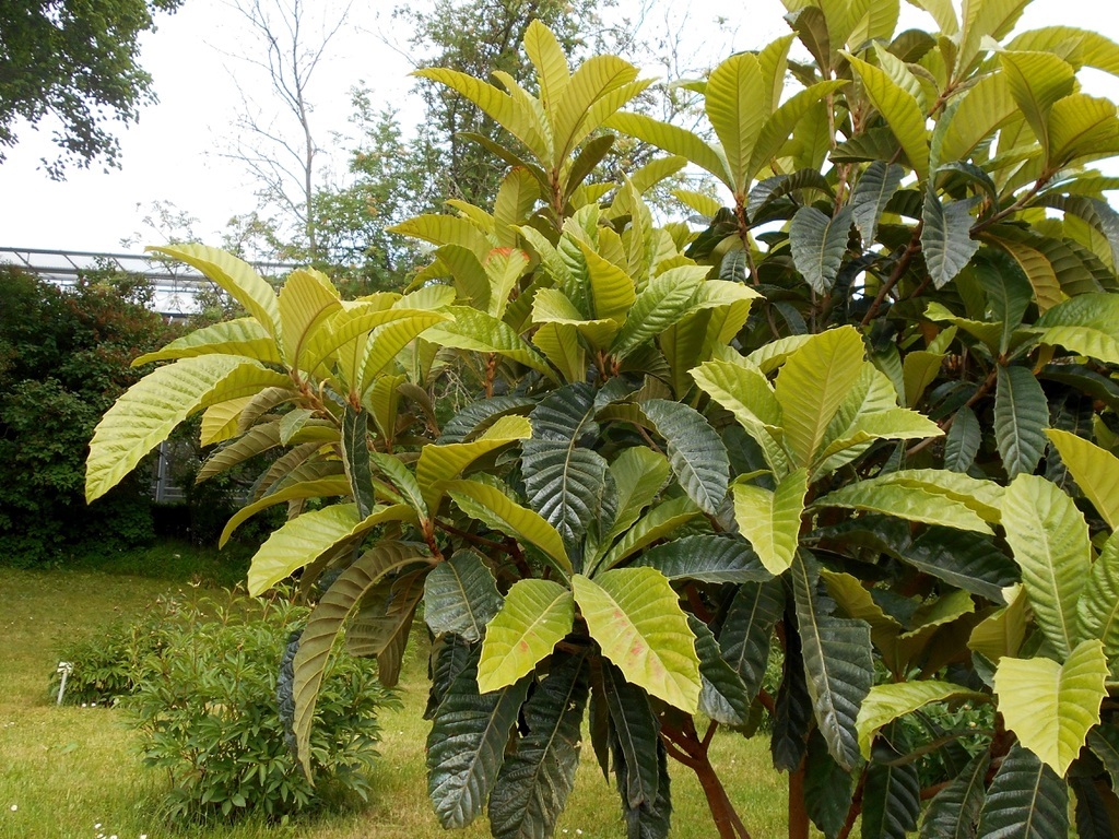 15g Loquat