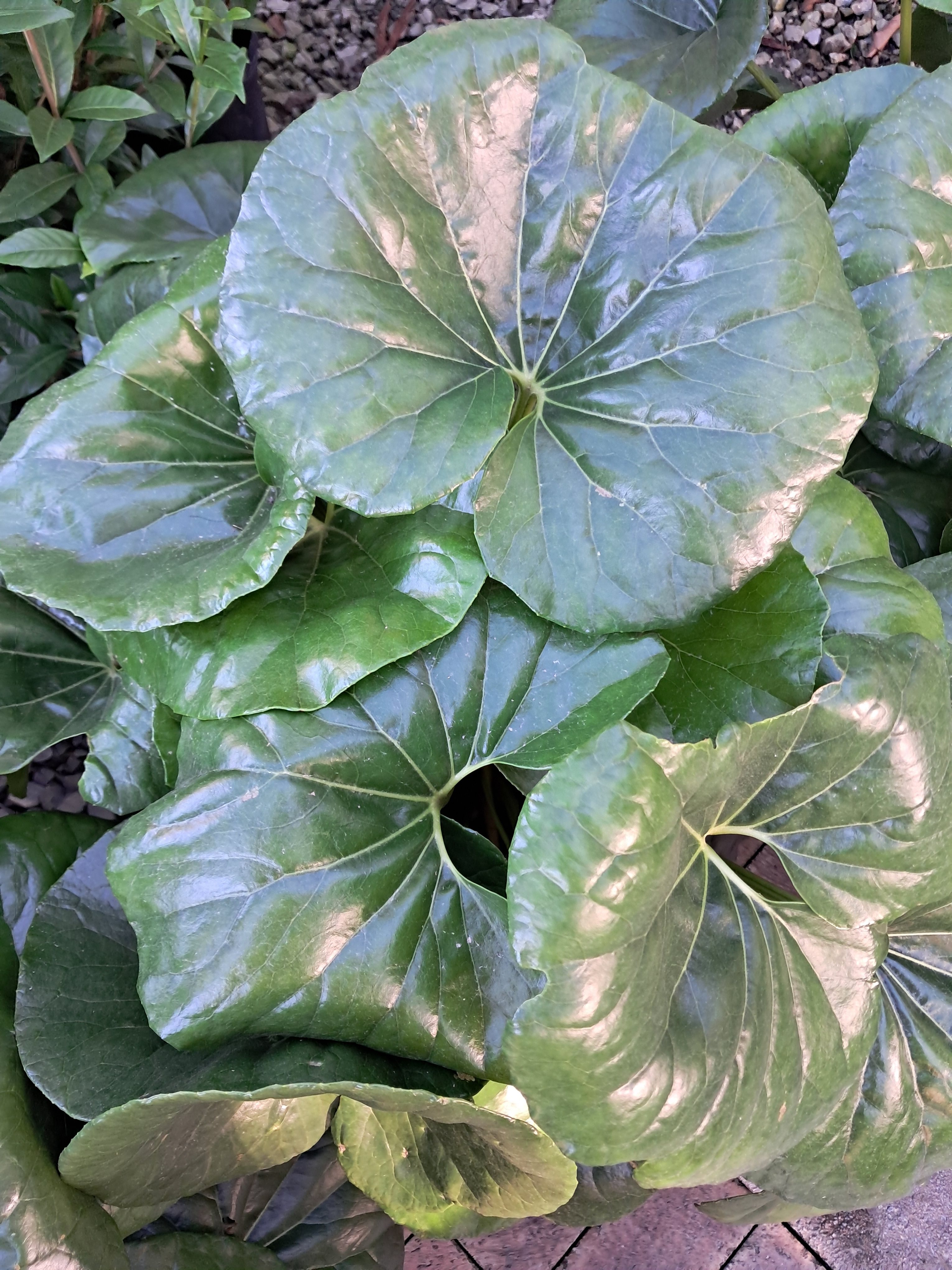 Leopard Plant