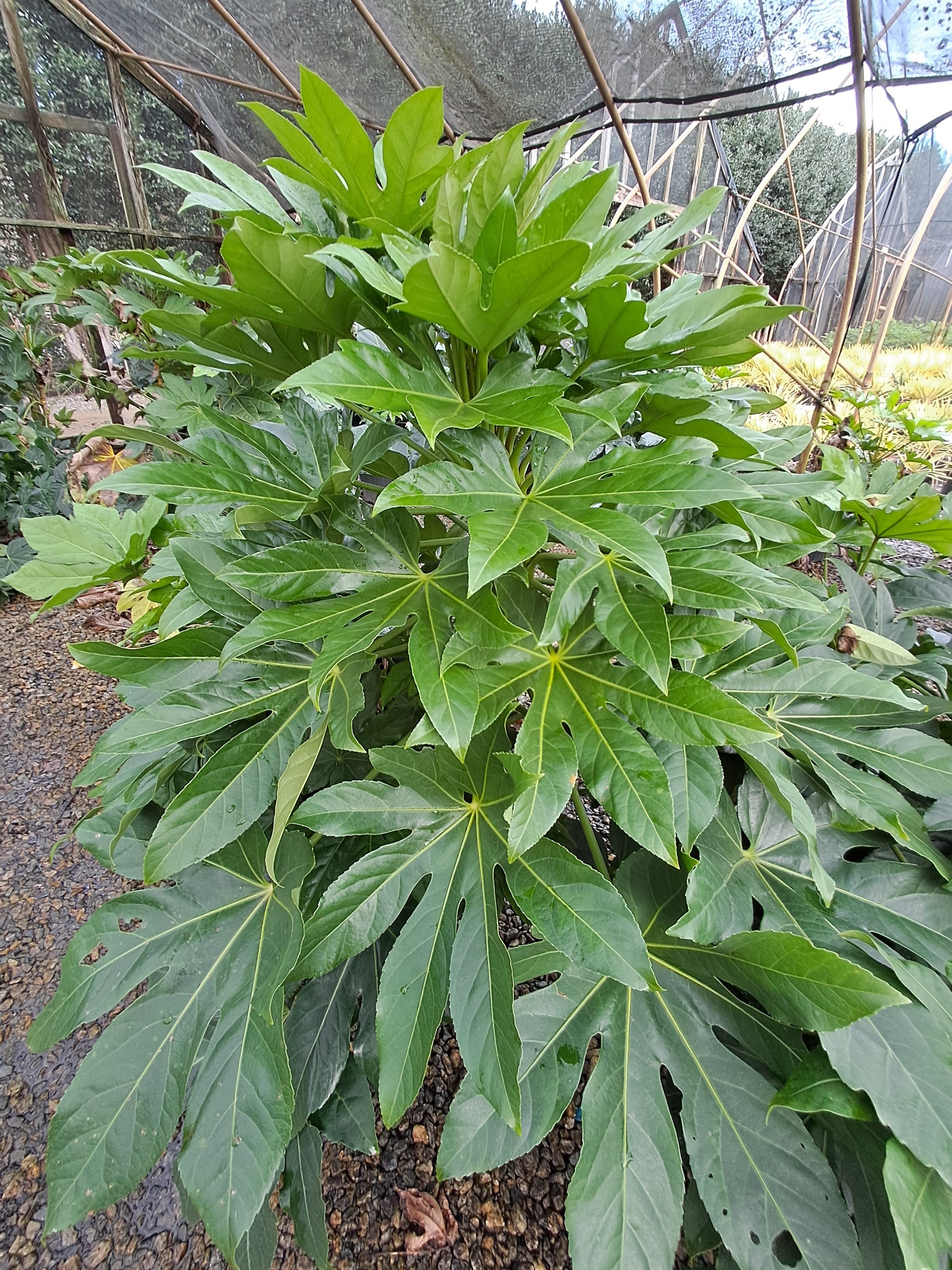 7g Japanese Fatsia