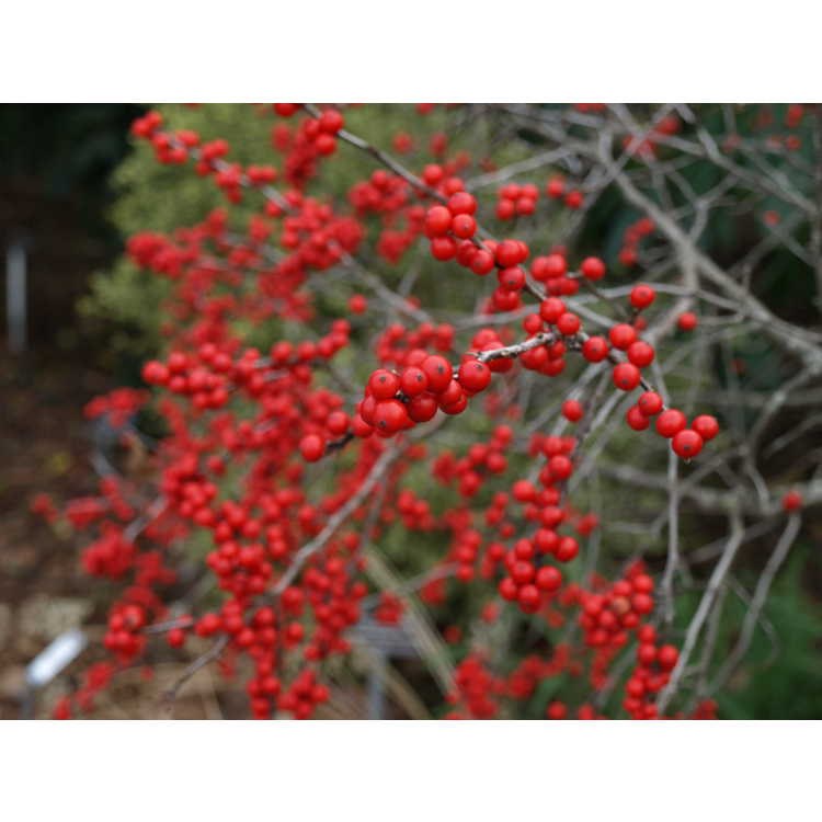 7g Winter Red Winterberry - Female