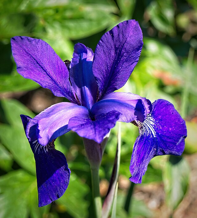1g Caesar's Brother Siberian Iris