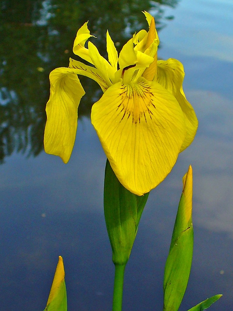 1g Yellow Flag Iris