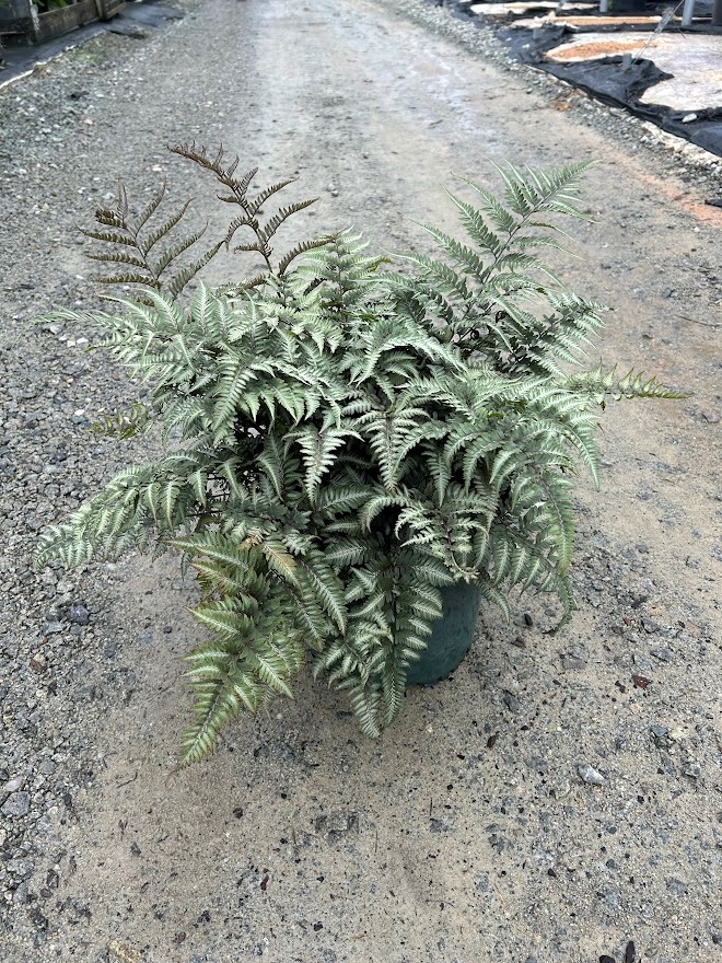 3g Japanese Painted Fern