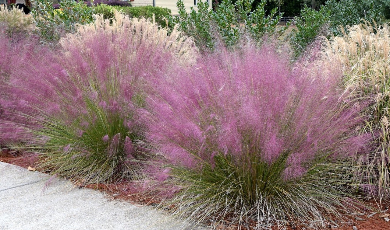 3g Pink Muhly Grass