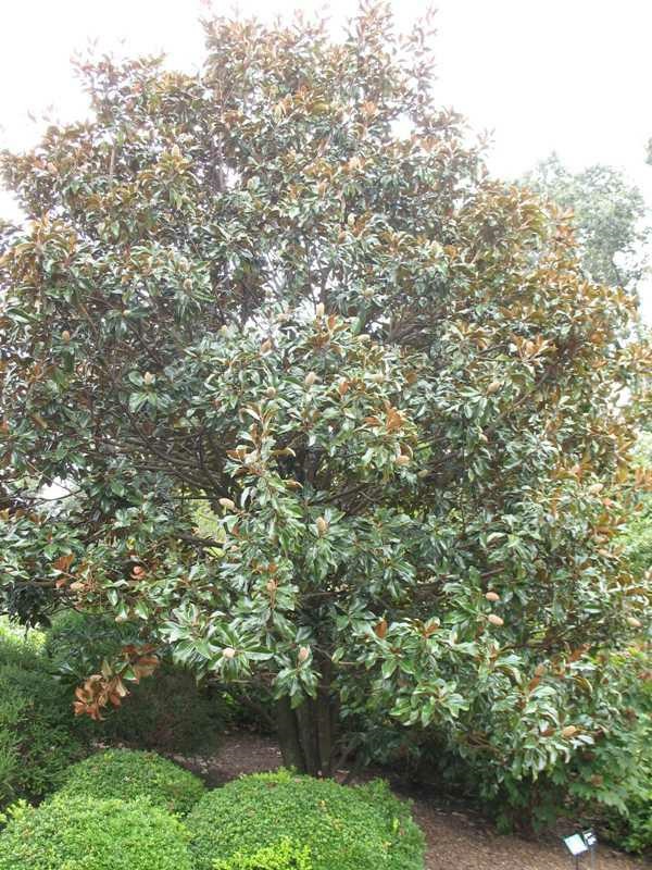 25g Bracken's Brown Beauty Southern Magnolia