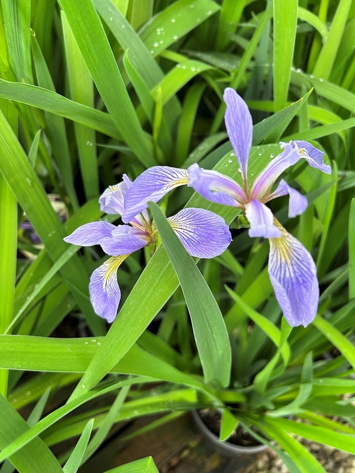 1g Northern Blue Flag Iris 