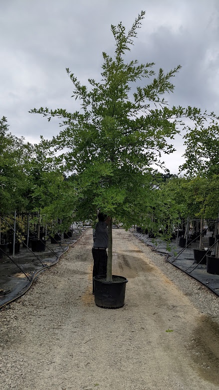 Ginkgo Biloba Trees for Sale at Arbor Day's Online Tree Nursery