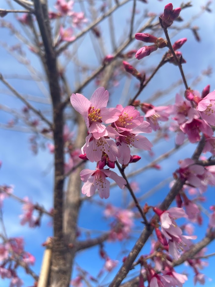 Cherry - Okame (Flowering)
