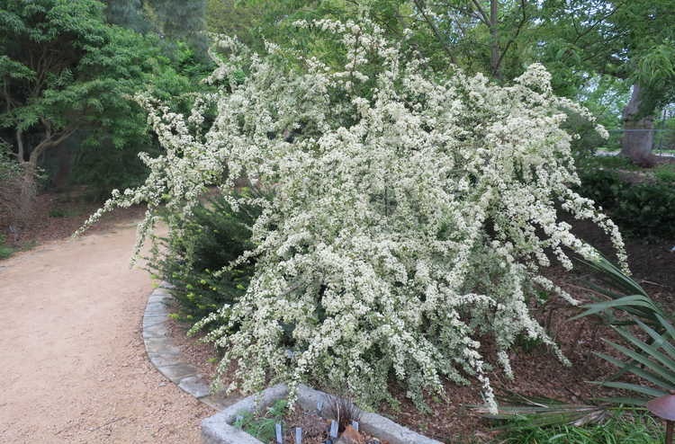 7g Variegated Pyracantha (Scarlet Firethorn)