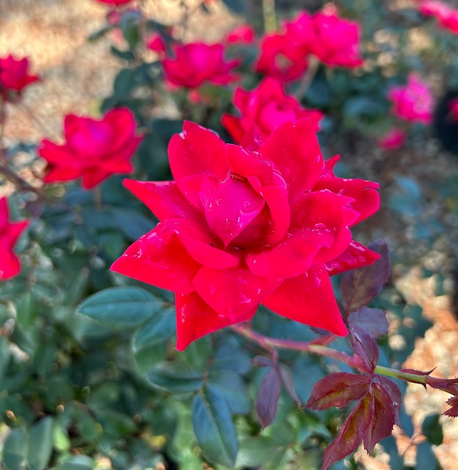5g Double Red Knock Out® Rose
