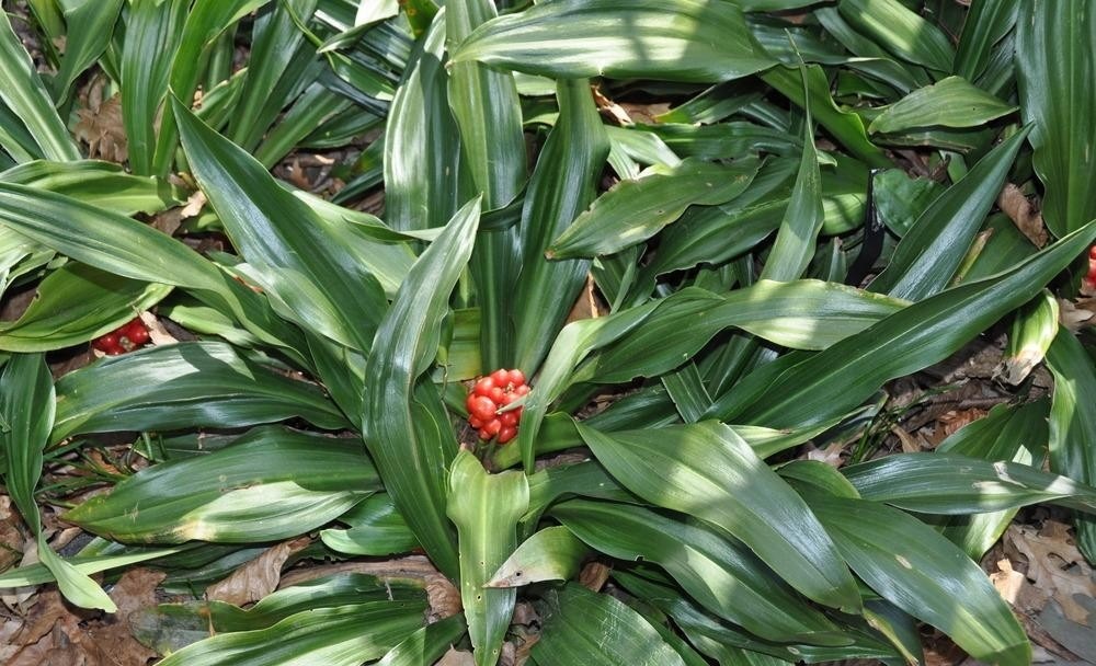 3g Sacred Lily