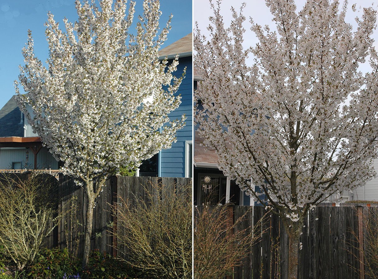 15g Snow Goose Flowering Cherry