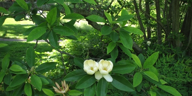 25g Sweetbay Magnolia