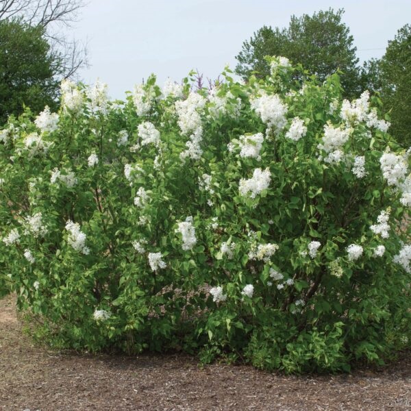 New Age™ White Lilac