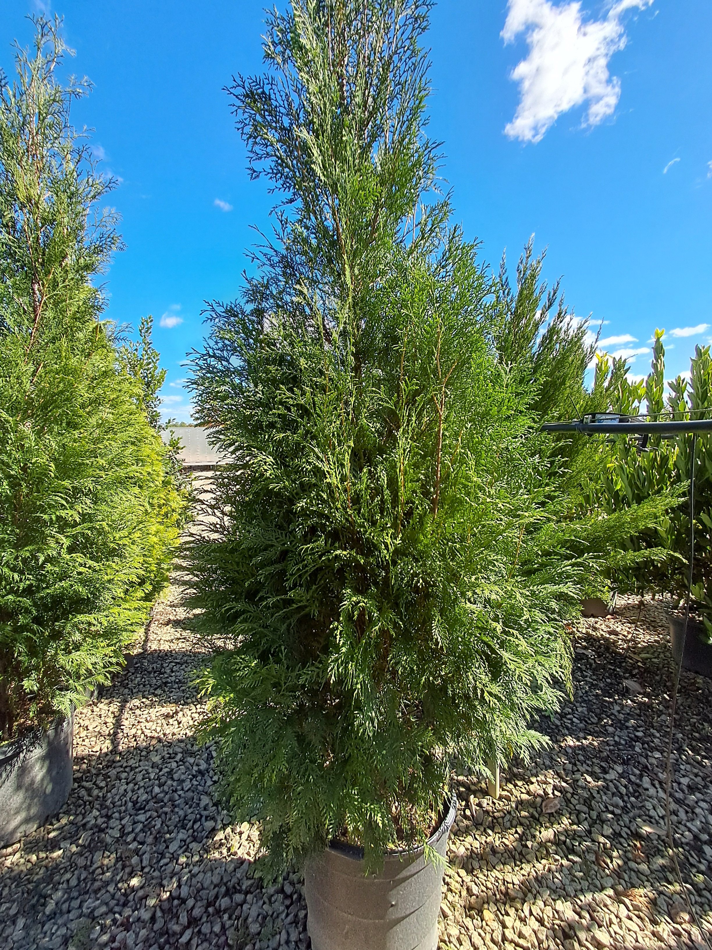 15g Full Speed A Hedge® 'American Pillar' Arborvitae