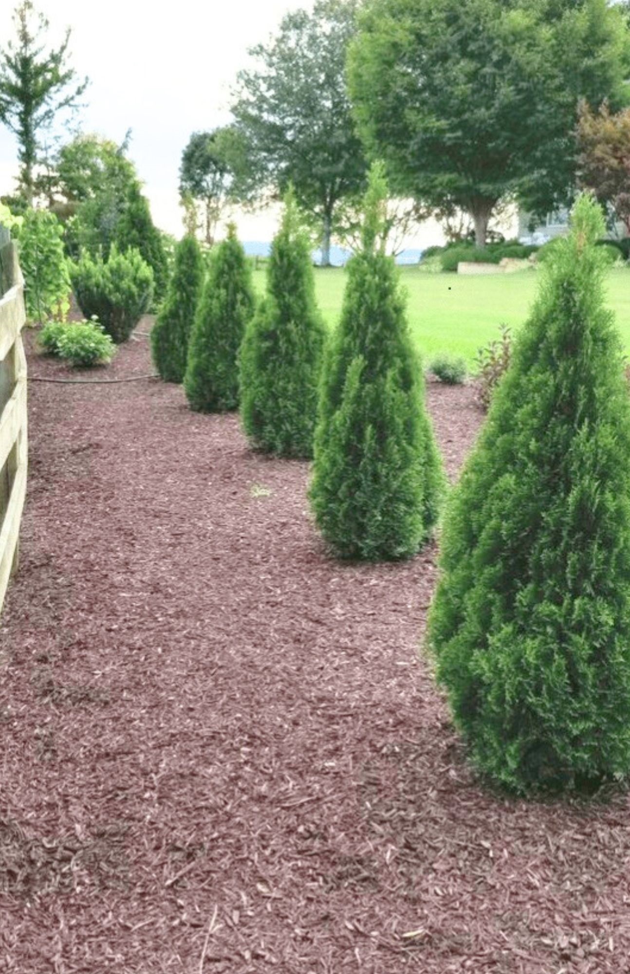 15g Emerald Squeeze™ Arborvitae