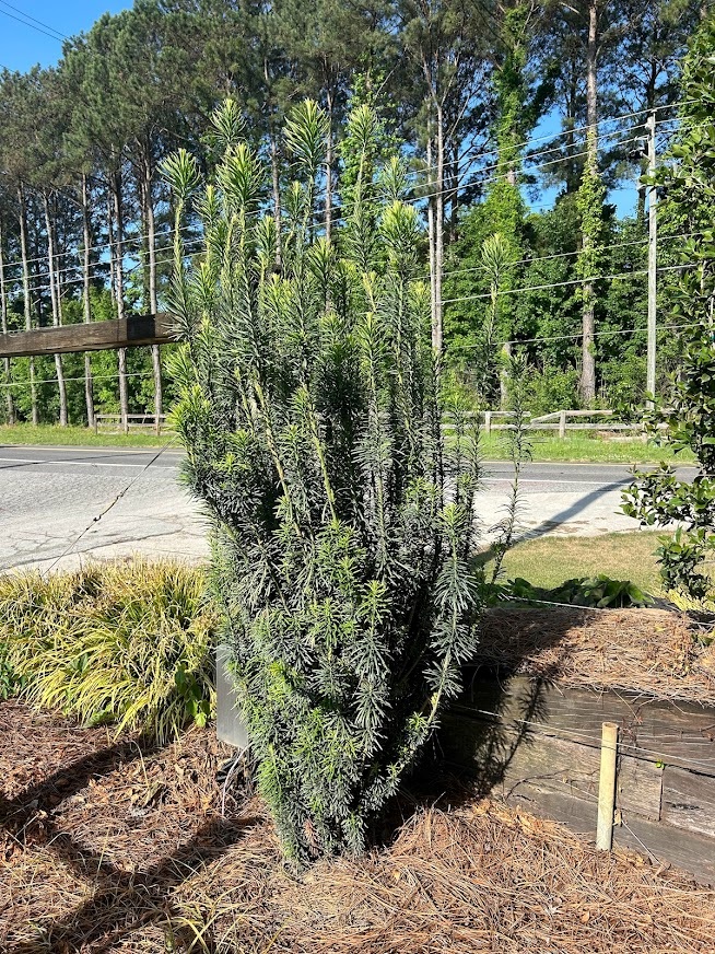 15g Upright Japanese Plum Yew