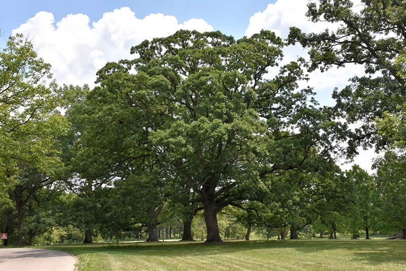 25g White Oak
